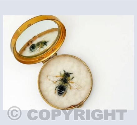 Female Small Sandpit Mining Bee