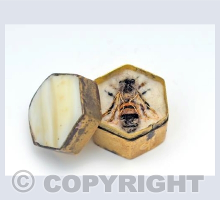 Worker Honey Bee