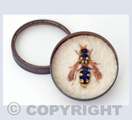 Female Six-banded Nomad Bee