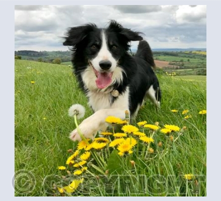 Charlie and the dandilion