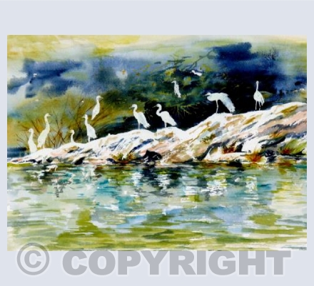 Nile egrets