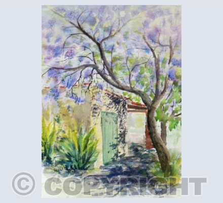Jacaranda