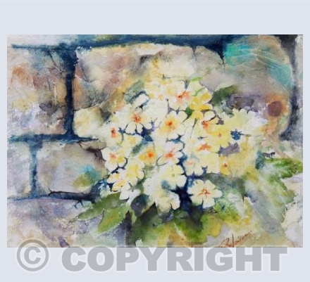 Primroses