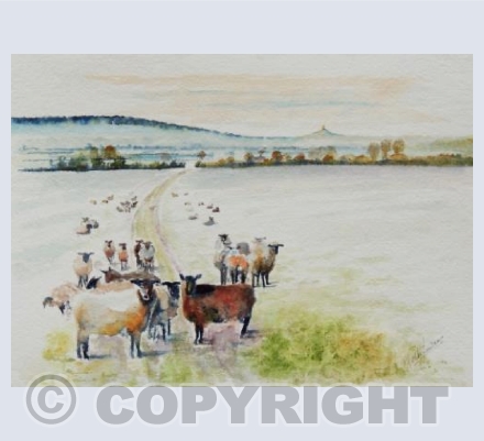 Tor Grazing