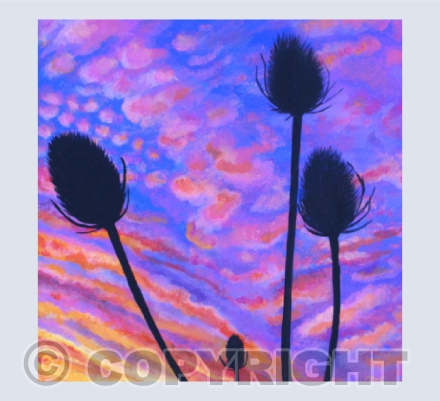 Teasel Sunset
