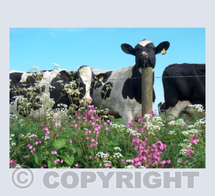 Resting Cow