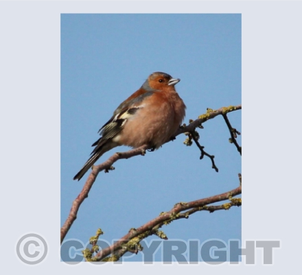 Chaffinch