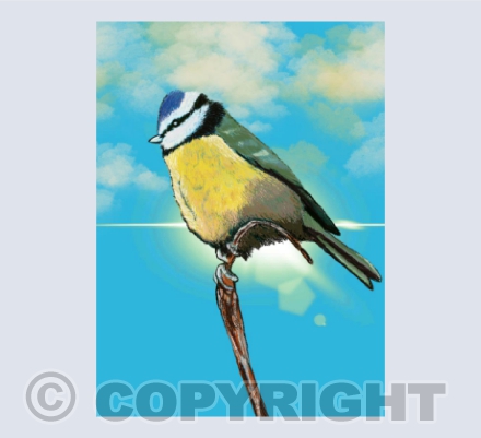 Blue Tit