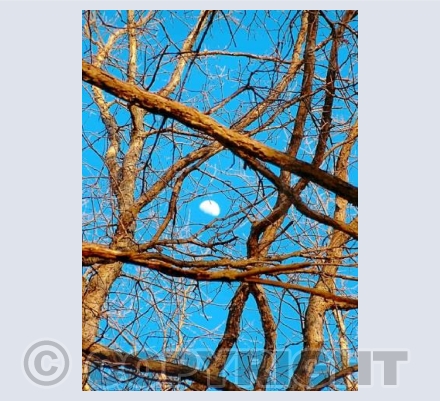 Daylight Moon