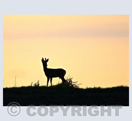 Sika Sunset