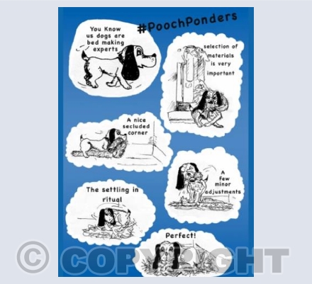 #PoochPonders beds