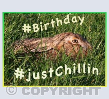 Hare Just Chillin