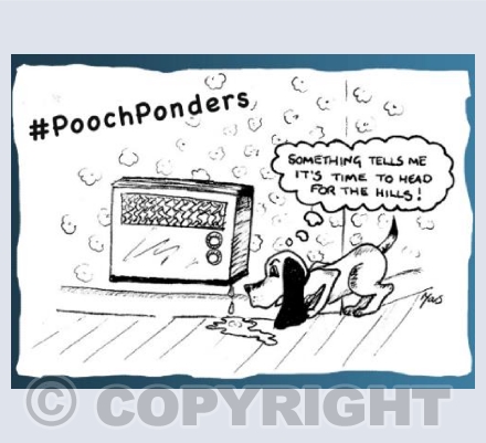 Pooch Ponders Puddles