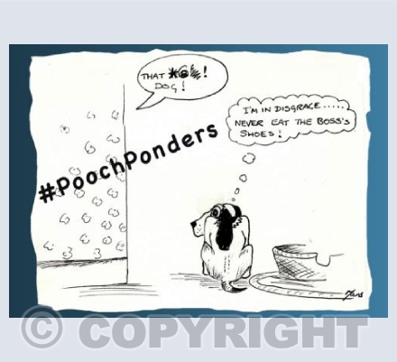 Pooch Ponders Bad Dog