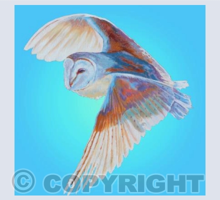 Barn Owl