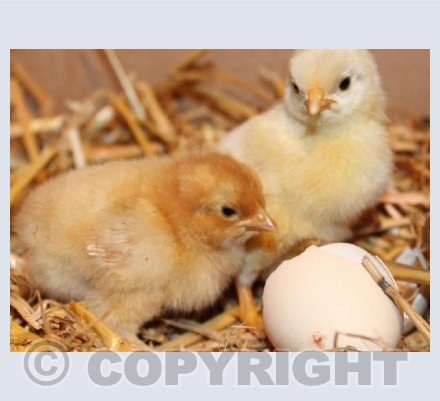 Cute Chicks
