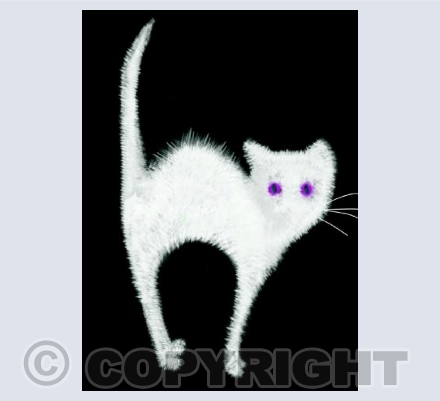 Scaredy Cat