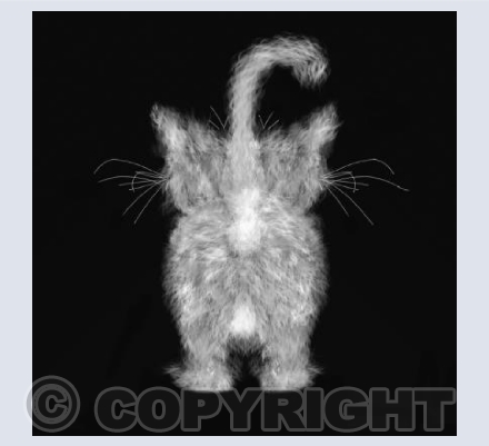 Scruffy Cat B&W