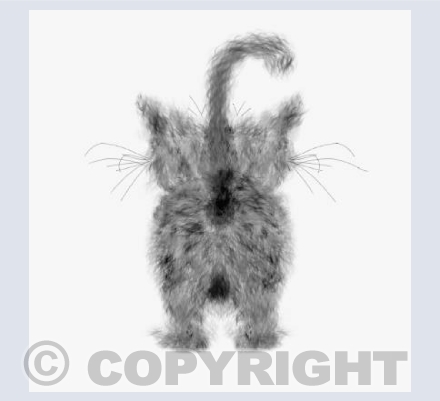 Grey Kitten
