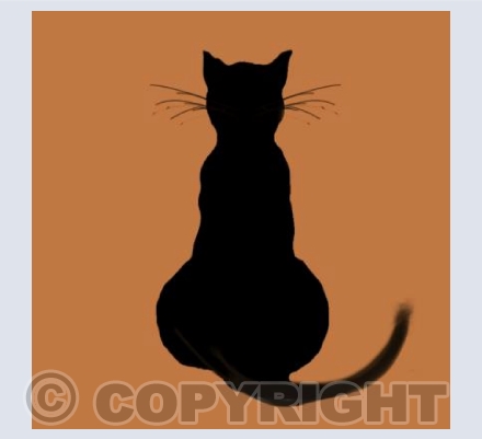 Black Cat on Orange