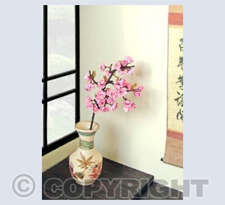Cherry Blossom