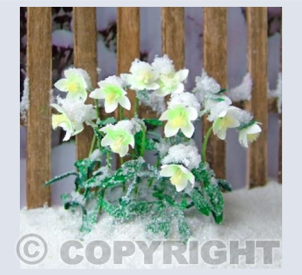 Christmas Rose
