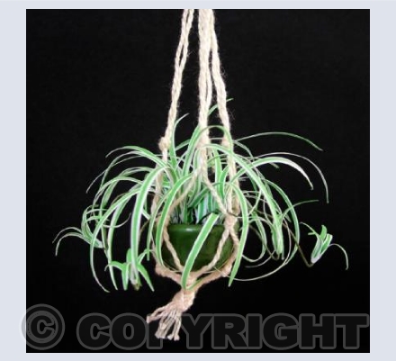 Spider Plant