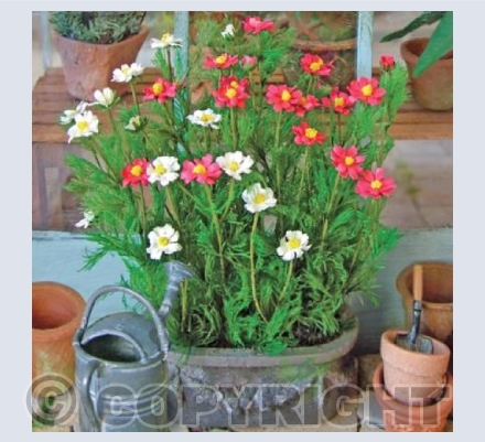 Miniature Cosmos