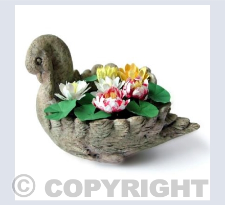 Waterlily Swan
