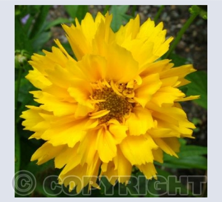 Coreopsis