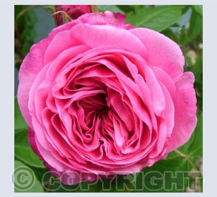 Gertrude Jekyll
