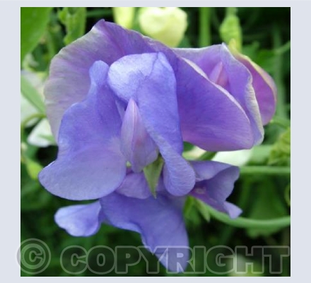 Sweet Pea