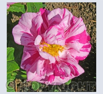 Rosa Mundi