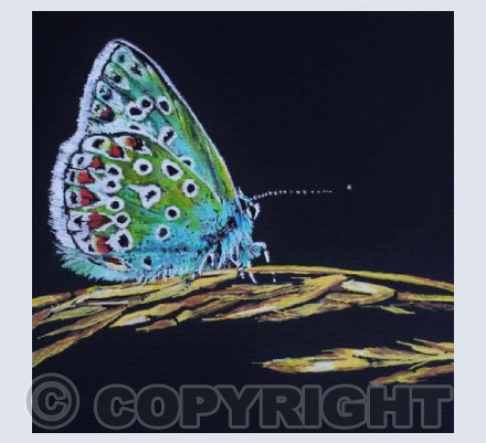 COMMON BLUE BUTTERFLY