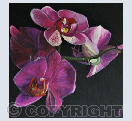PINK ORCHIDS