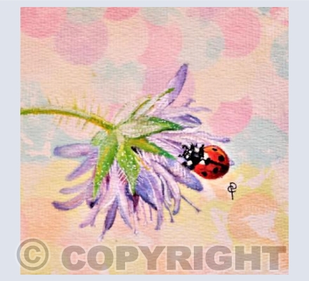 LADYBIRD