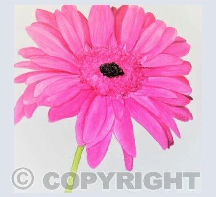 PINK GERBERA