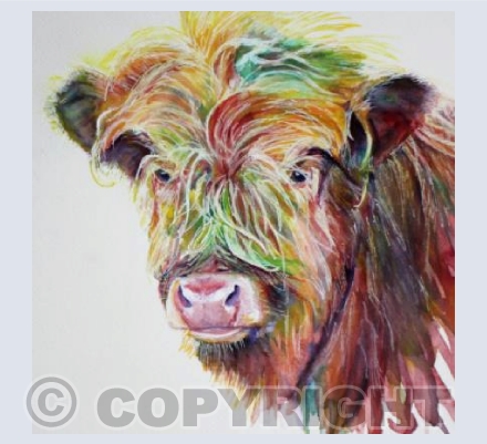 HIGHLAND CALF
