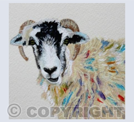 SWALEDALE SHEEP