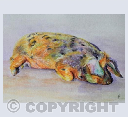 RAINBOW PIG