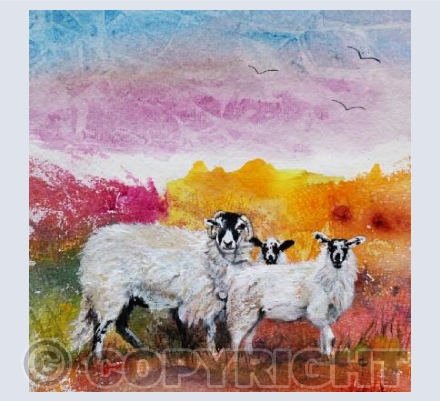 SHEEP ON THE FELLS