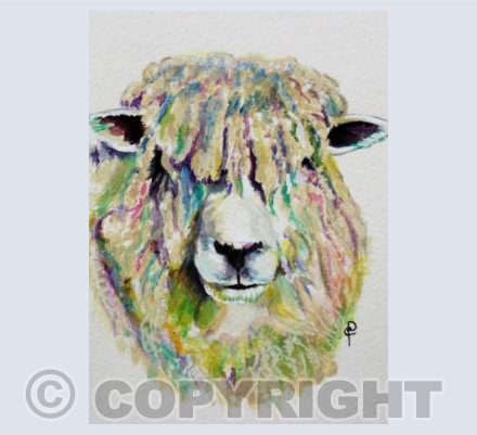 COTSWOLD SHEEP