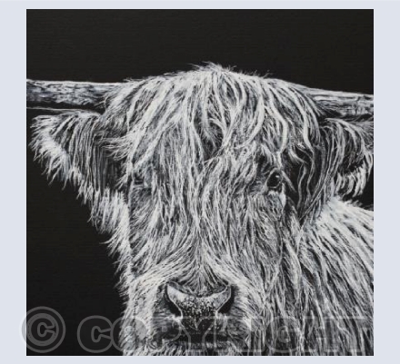BLACK & WHITE HIGHLAND COW