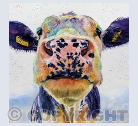NOSEY COW