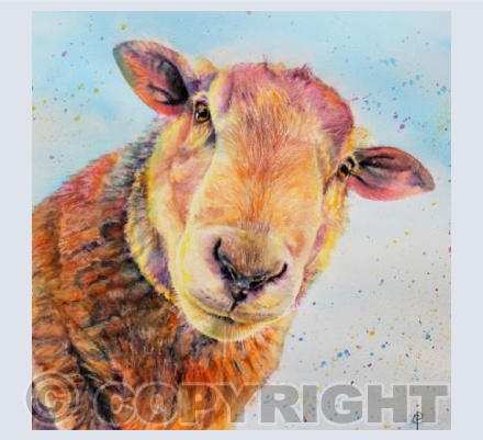CURIOUS SHEEP
