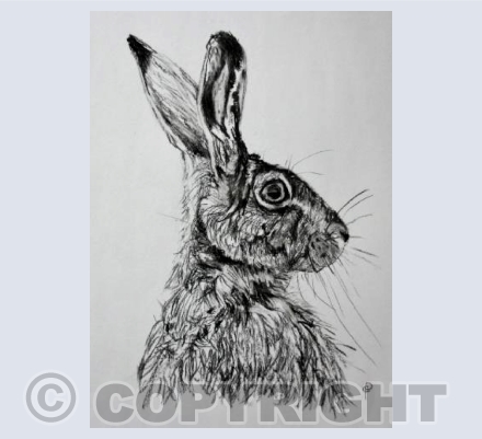 CHARCOAL HARE