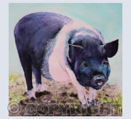 BRITISH SADDLEBACK PIG