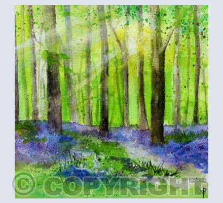 BADBURY BLUEBELLS