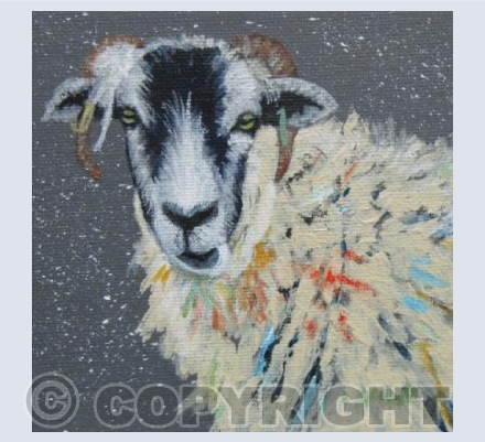 WINTER SWALEDALE 