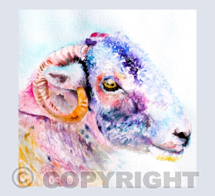 COLOURFUL SHEEP